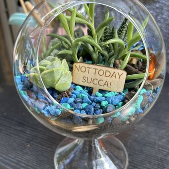 Classy Cactus Farm - Medium succulent - Nurseries & Gardening Near Me - Murfreesboro, Tennessee Classy Cactus Farm - Medium succulent - Nurseries & Gardening Near Me - Murfreesboro, Tennessee