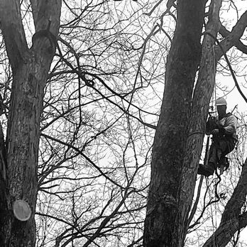 Tree Frog Arboriculture - a man climbing a tree - Tree Services Near Me