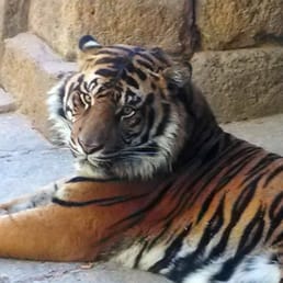 Conrad, what a great looking cat. Conrad, what a great looking cat.