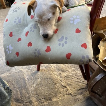 Gustapanino - Sweet pup - Italian Near Me - Florence, FI Gustapanino - Sweet pup - Italian Near Me - Florence, FI