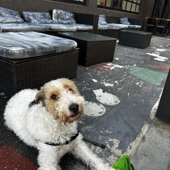 Memorylook - Dog friendly patio - Coffee & Tea Near Me - Los Angeles, California Memorylook - Dog friendly patio - Coffee & Tea Near Me - Los Angeles, California