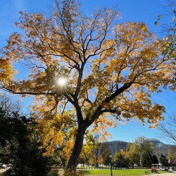 ArborZone - Tree Services Near Me
