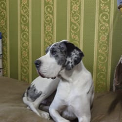 Dogs Stars - Bonzaaiii!