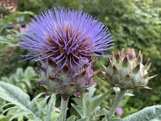 Idaho Botanical Garden by null