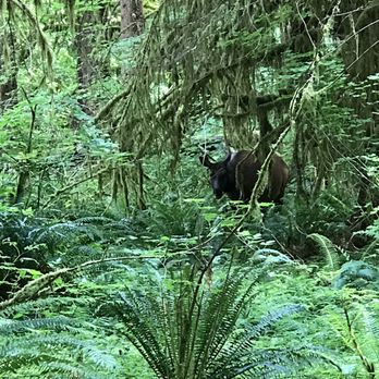 Hoh Rainforest - Elk - Hiking Near Me - Forks, Washington Hoh Rainforest - Elk - Hiking Near Me - Forks, Washington