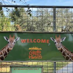 Giraffe Ranch - Giraffe Farm