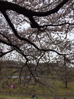 大宮第二公園 10 Photos Parks 大宮区寿能町 2 405 さいたま市 埼玉県 Japan Phone Number Yelp