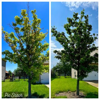 Freedom Tree Care - Oak treated for Iron Chlorosis - Tree Services Near Me Freedom Tree Care - Oak treated for Iron Chlorosis - Tree Services Near Me