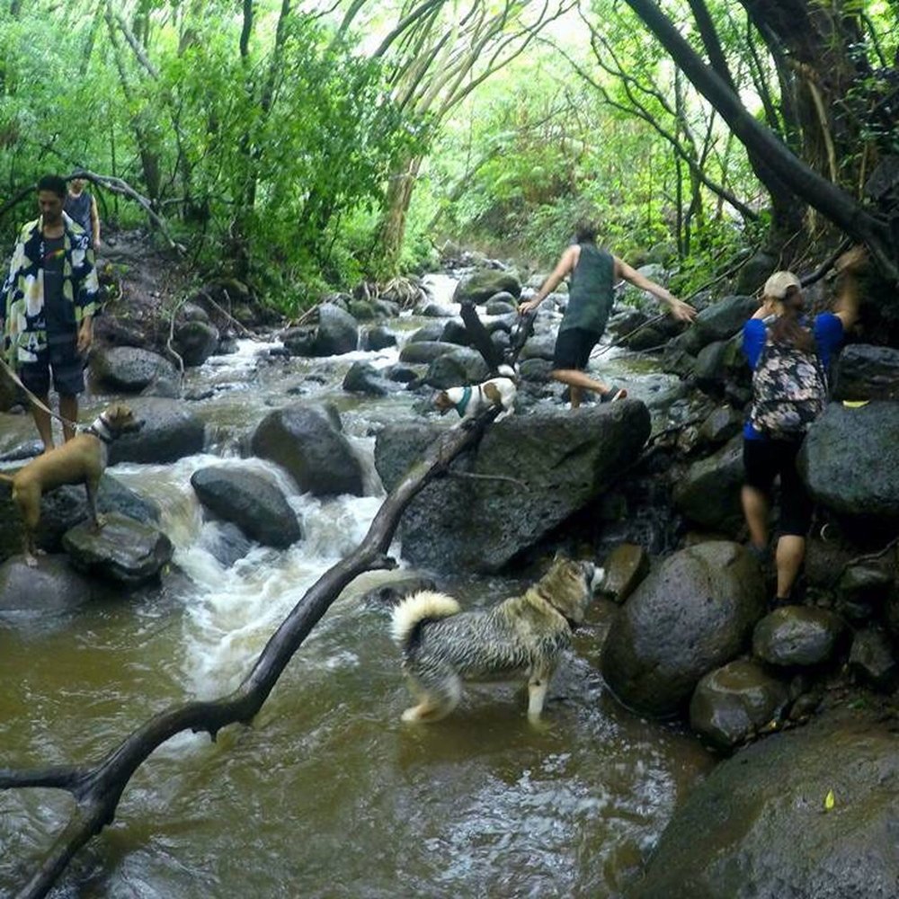 Lulumahu Falls - Hiking Near Me - Honolulu, Hawaii