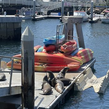 King Harbor Marina - Sea Lion tyme - Marinas Near Me - Redondo Beach, California King Harbor Marina - Sea Lion tyme - Marinas Near Me - Redondo Beach, California