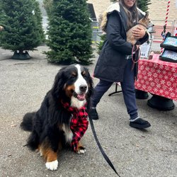Kiwanis Club Of Los Altos Christmas Tree Lot