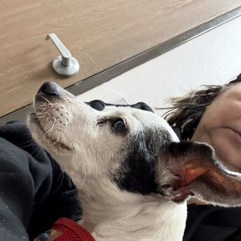 Perris Animal Hospital - Charlie my 16 yr old puppy - Veterinarians Near Me - Perris, California Perris Animal Hospital - Charlie my 16 yr old puppy - Veterinarians Near Me - Perris, California