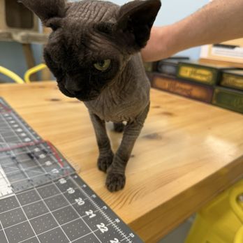 Cats and Comics Rescue - Animal Shelters Near Me - Upland, California