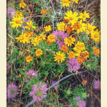 Stevens Trail - Wildflowers on the trail. - Hiking Near Me - Colfax, California Stevens Trail - Wildflowers on the trail. - Hiking Near Me - Colfax, California