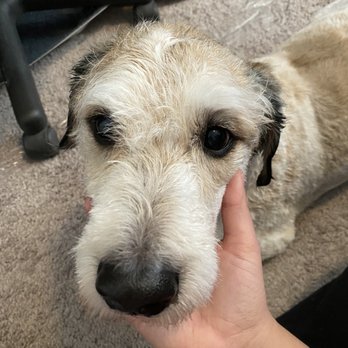 Adorable Dog Grooming - Pet Groomers Near Me - Thornton, Colorado Adorable Dog Grooming - Pet Groomers Near Me - Thornton, Colorado