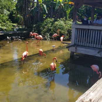 Gatorland - Zoos Near Me - Orlando, Florida Gatorland - Zoos Near Me - Orlando, Florida