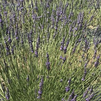 Pollywog Station Lavender Farm - Attraction Farms Near Me - Parker, Colorado Pollywog Station Lavender Farm - Attraction Farms Near Me - Parker, Colorado