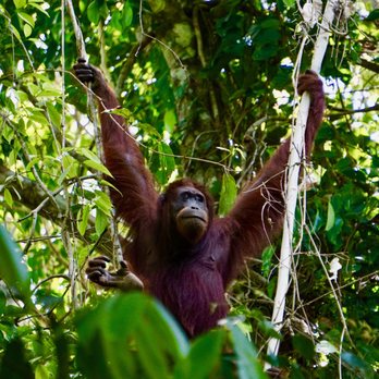 Adventure Life - The magnificent orangutans of Borneo. - Tours Near Me - Missoula, Montana