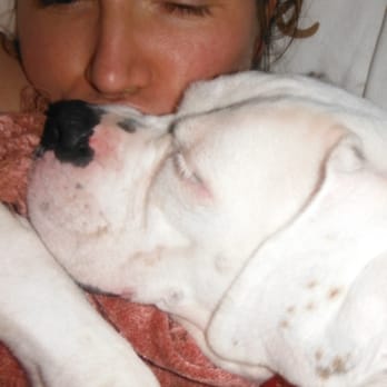 Austin Boxer Rescue - my snuggle bug - Pet Services Near Me Austin Boxer Rescue - my snuggle bug - Pet Services Near Me