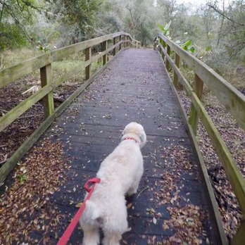 Kissimmee Prairie Preserve State Park - Hank walking the woods - Parks Near Me - Okeechobee, Florida Kissimmee Prairie Preserve State Park - Hank walking the woods - Parks Near Me - Okeechobee, Florida