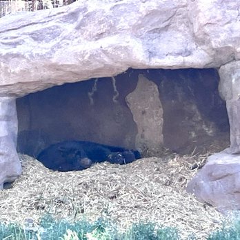 Bearizona - Bear - Zoos Near Me - Williams, Arizona Bearizona - Bear - Zoos Near Me - Williams, Arizona