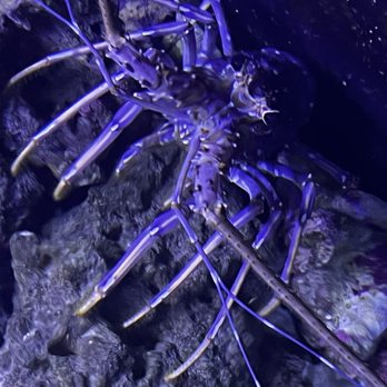 Oceans And Seas - Beautiful blue lobster - Pet Stores Near Me - Roseville, Michigan Oceans And Seas - Beautiful blue lobster - Pet Stores Near Me - Roseville, Michigan