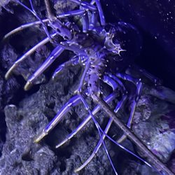 Oceans And Seas - Beautiful blue lobster
