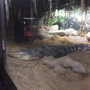 Branson Wild World - Some animal pic - Aquariums Near Me - Branson, Missouri Branson Wild World - Some animal pic - Aquariums Near Me - Branson, Missouri