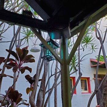 O'Kims - Looks like a bug zapper to me? In the outdoor seating area behind the restaurant - Korean Near Me - Honolulu, Hawaii