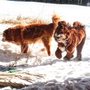 Photo of Pet Pals