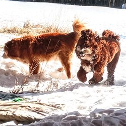 Pet Pals - Pula and rocky playing in the yard