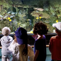 Océarium du Croisic - Sortie enfants - océarium du croisic