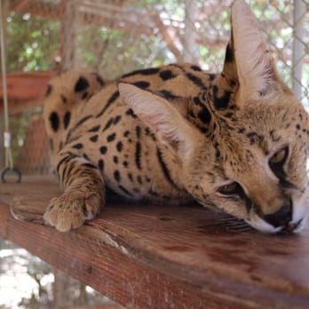 Wildlife Learning Center - Zoos Near Me - Sylmar, California Wildlife Learning Center - Zoos Near Me - Sylmar, California