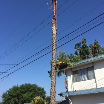 Garcia´s Tree Service - a tall palm tree - Tree Services Near Me Garcia´s Tree Service - a tall palm tree - Tree Services Near Me
