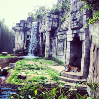 Memphis Zoo - Gorgeous tiger - Zoos Near Me - Memphis, Tennessee Memphis Zoo - Gorgeous tiger - Zoos Near Me - Memphis, Tennessee
