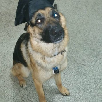 PetSmart - Graduation - Pet Training Near Me - Miami, Florida