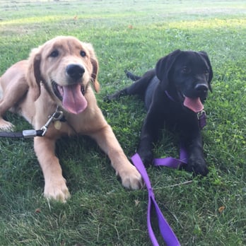 Rochester NY Dogs - Pet Training Near Me - Pittsford, New York Rochester NY Dogs - Pet Training Near Me - Pittsford, New York