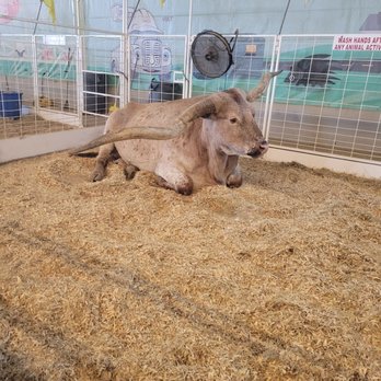 State Fair of Texas - Festivals Near Me - Dallas, Texas State Fair of Texas - Festivals Near Me - Dallas, Texas