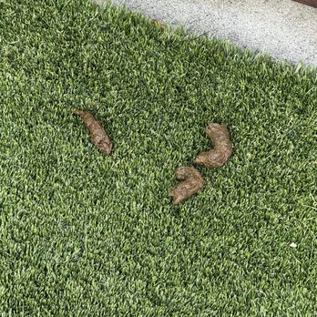 Alexan Marmont - The ppl that work here shouldn't have to clean up after your dog. How about I pick this up and put it on your doorstep? - Apartments Near Me - Monrovia, California Alexan Marmont - The ppl that work here shouldn't have to clean up after your dog. How about I pick this up and put it on your doorstep? - Apartments Near Me - Monrovia, California