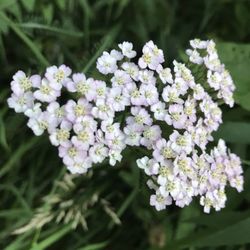 Estatescapes - Wild flower