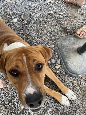 Last Shot Distillery by null