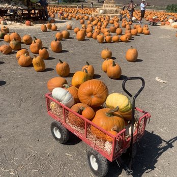 Solvang Farmer Pumpkin Patch - Pumpkin Patches Near Me - Solvang, California Solvang Farmer Pumpkin Patch - Pumpkin Patches Near Me - Solvang, California