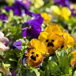 Wilson Farm - Our Own Field Dug Pansies
