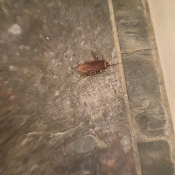 Turtle Bay Beach - Cockroaches - Beaches Near Me - Kahuku, Hawaii