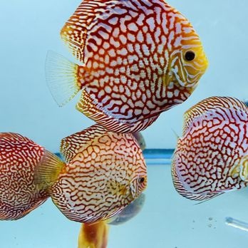 Bay Area Discus - Local Fish Stores Near Me - San Jose, California