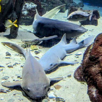 Long Island Aquarium - Sharks! - Aquariums Near Me - Riverhead, New York Long Island Aquarium - Sharks! - Aquariums Near Me - Riverhead, New York