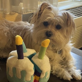 TZU ZOO - Updated January 2026 - 11 Photos & 19 Reviews - Dallas