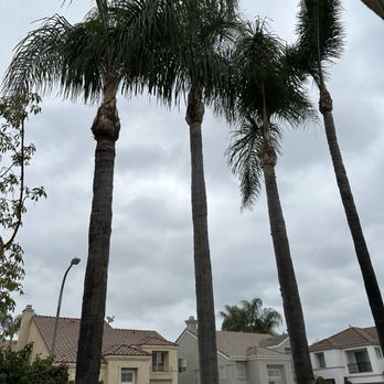 J Rodriguez Tree Care Maintenance - Finished tree trimming in the front of the house. - Tree Services Near Me J Rodriguez Tree Care Maintenance - Finished tree trimming in the front of the house. - Tree Services Near Me