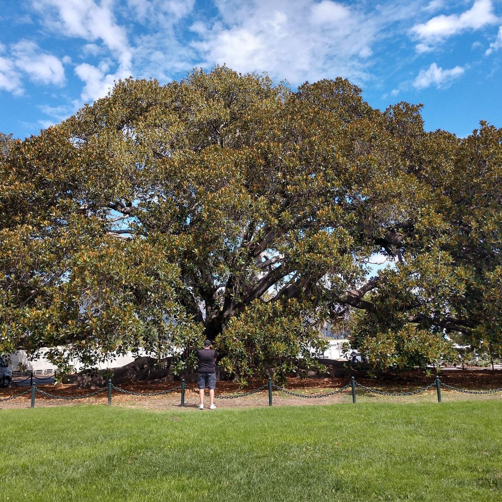 Moreton Bay Fig Tree Park - Parks Near Me - Santa Barbara, California Moreton Bay Fig Tree Park - Parks Near Me - Santa Barbara, California