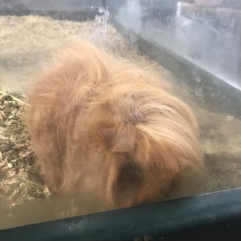 Whittier Feed Store - Momma guinea pig.... she's beautiful! - Pet Stores Near Me - Whittier, California